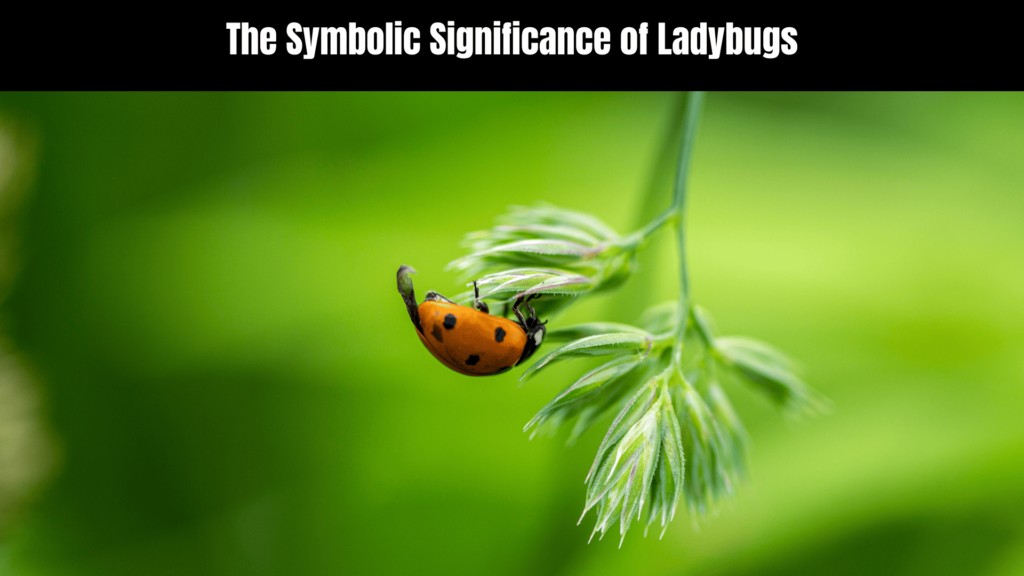 Orange Ladybug Spiritual Meaning