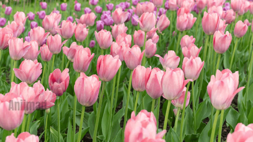 Unlocking the Spiritual Meaning of Tulips