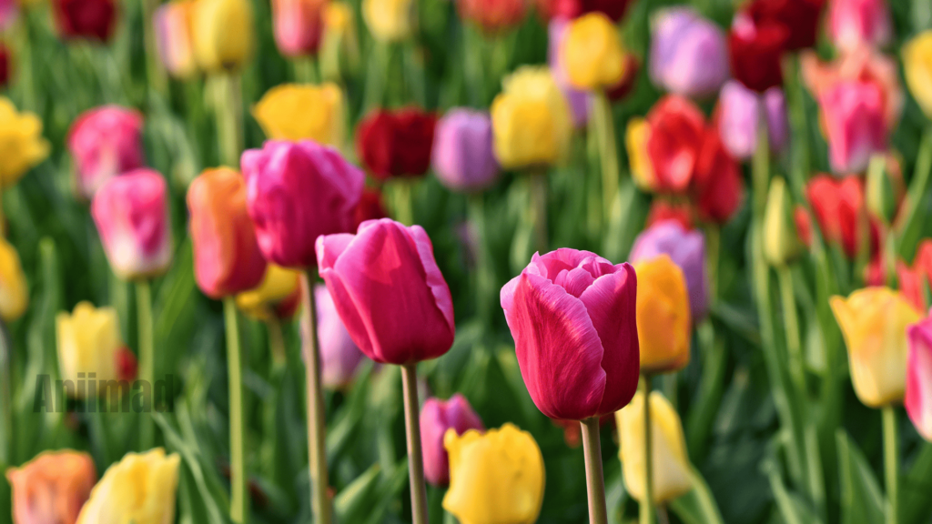 Unlocking the Spiritual Meaning of Tulips