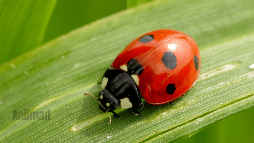 Dead Ladybug Spiritual Meaning