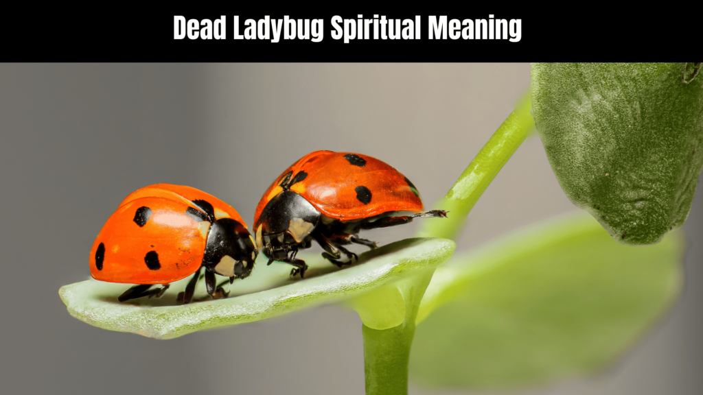 Dead Ladybug Spiritual Meaning