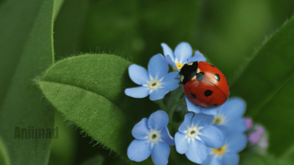 Dead Ladybug Spiritual Meaning