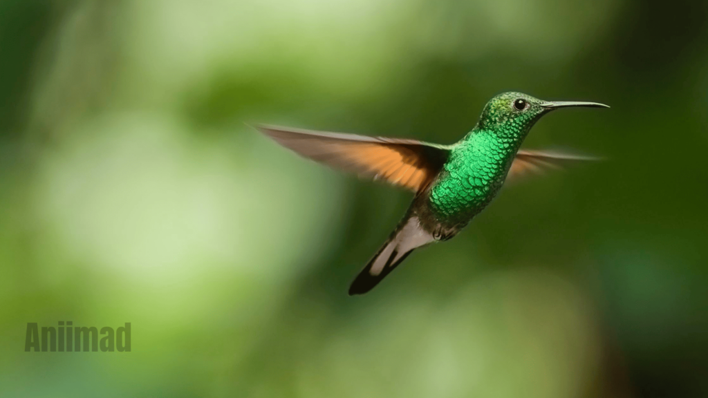 Green Hummingbird Spiritual Meaning