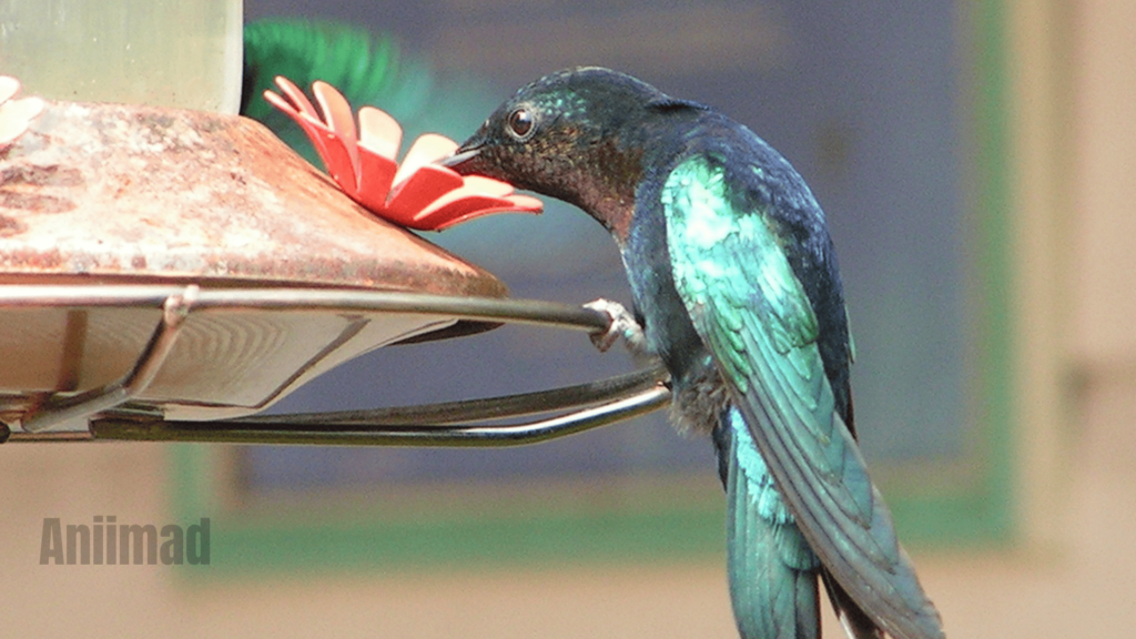 Green Hummingbird Spiritual Meaning