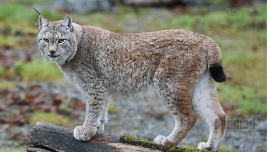 Lynx Cat Spiritual Meaning