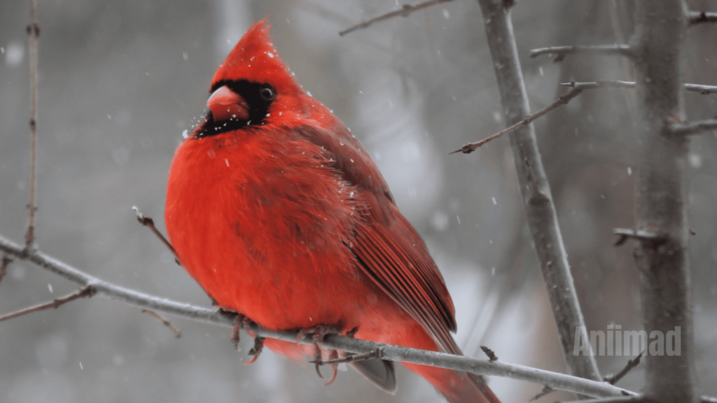 Red Bird Spiritual Meaning