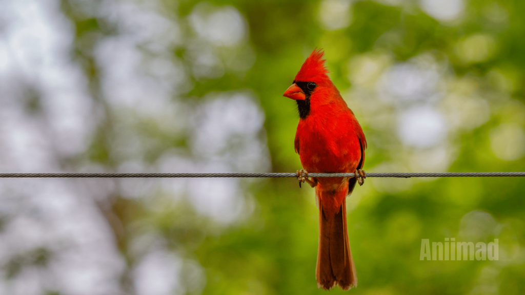 Red Bird Spiritual Meaning