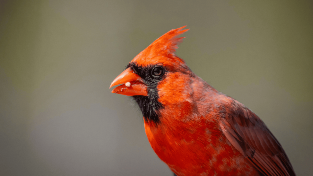 Red Bird Spiritual Meaning