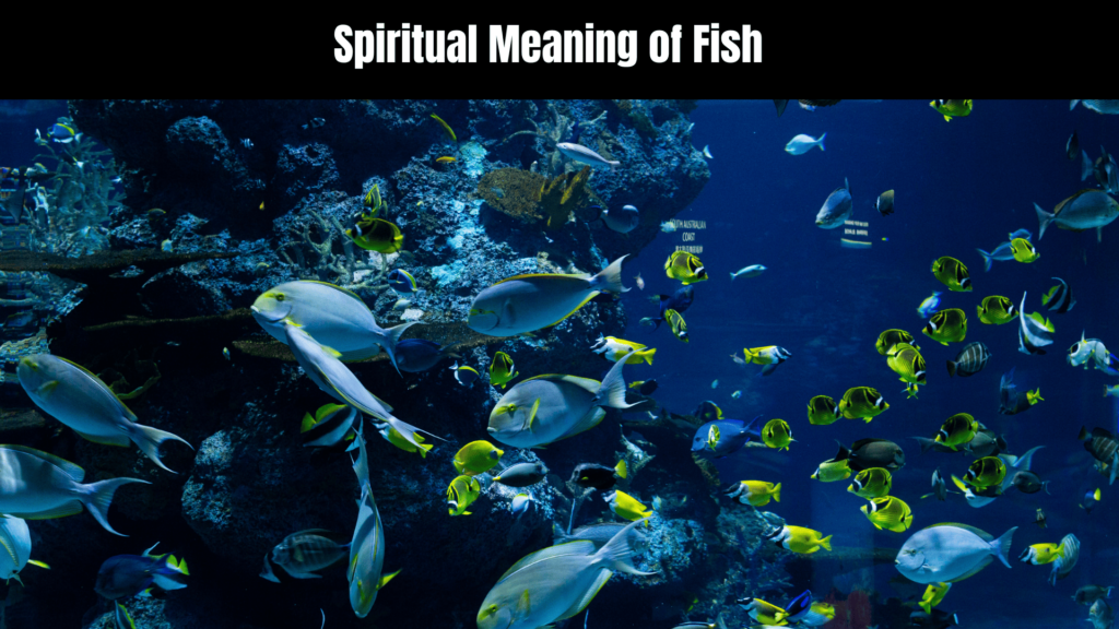 Spiritual Meaning of Fish