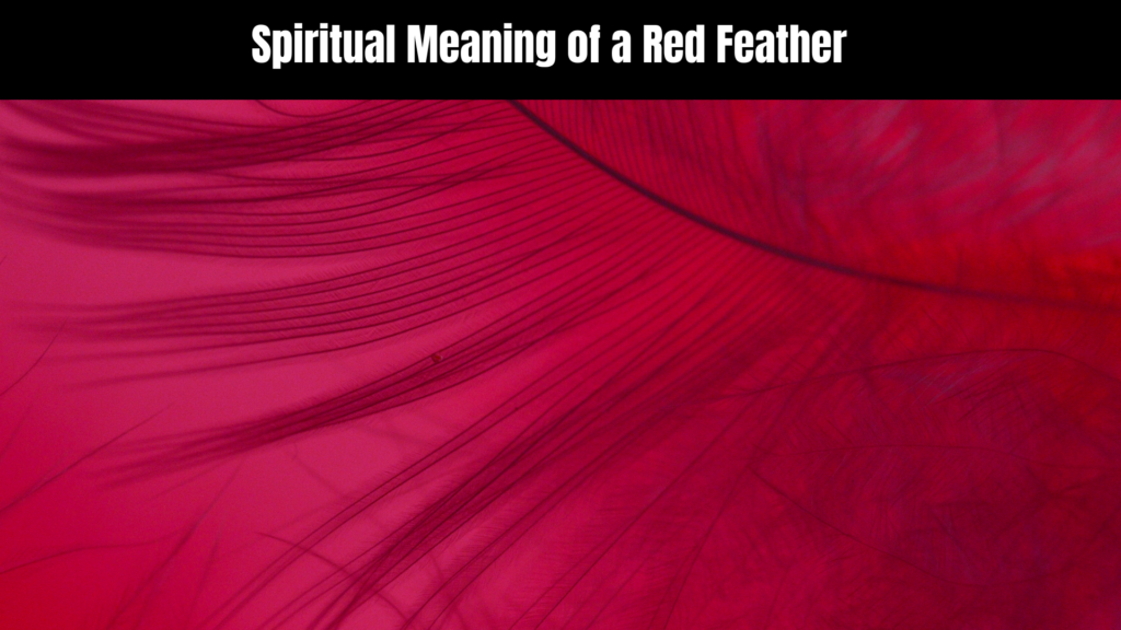 Spiritual Meaning of a Red Feather