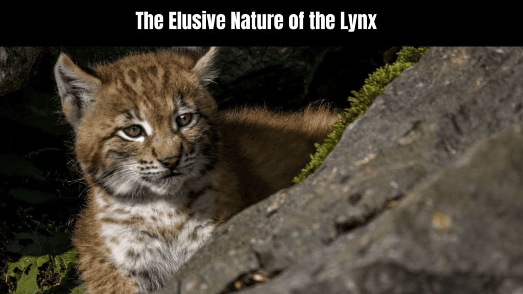 Lynx Cat Spiritual Meaning