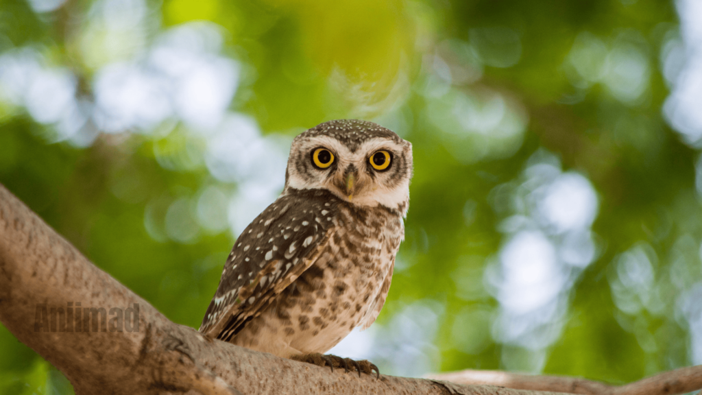 The Spiritual Meaning of Owls in Dreams