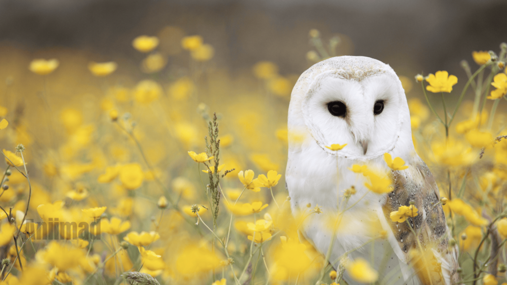 The Spiritual Meaning of Owls in Dreams