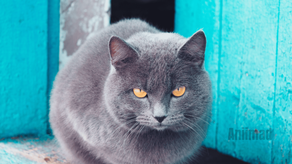 Russian Blue Cat Spiritual Meaning