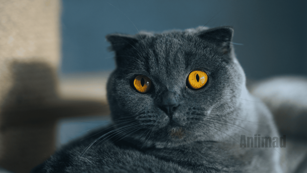 Russian Blue Cat Spiritual Meaning