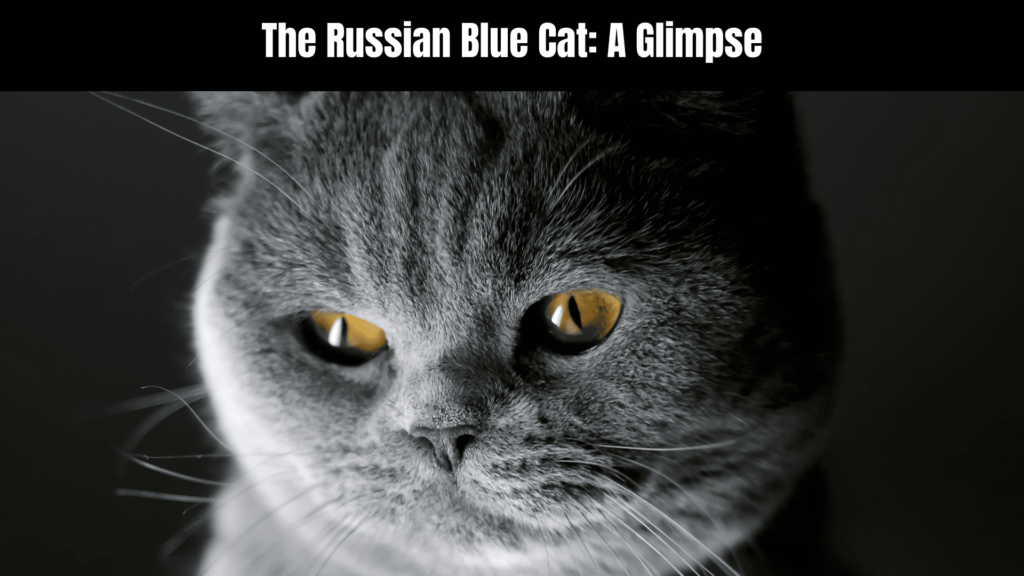 Russian Blue Cat Spiritual Meaning