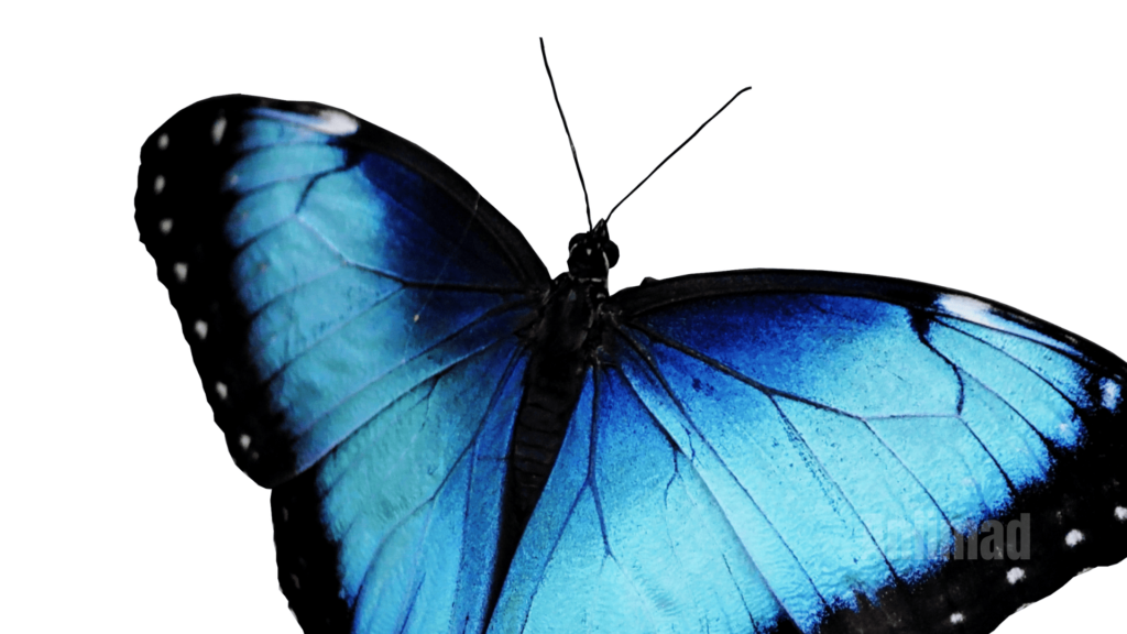 Spiritual Meaning of Blue Butterflies