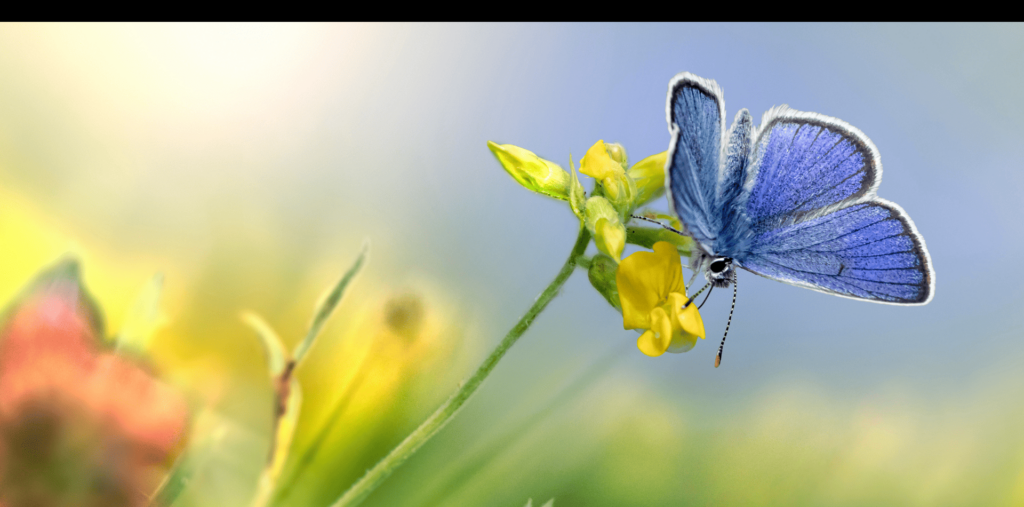 Spiritual Meaning of Blue Butterflies