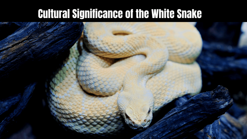 White Snake Spiritual Meaning