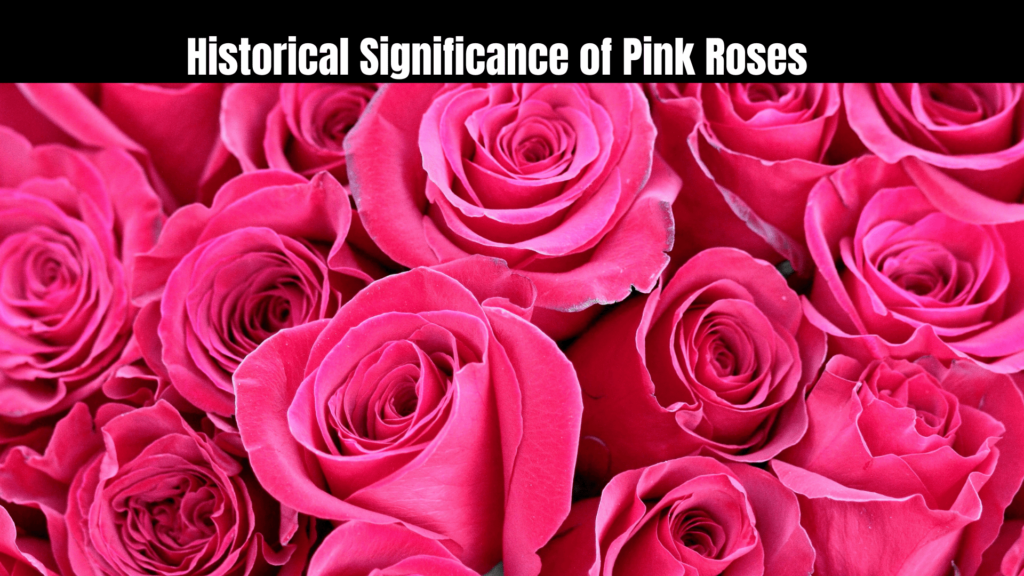 The Spiritual Meaning of Pink Roses