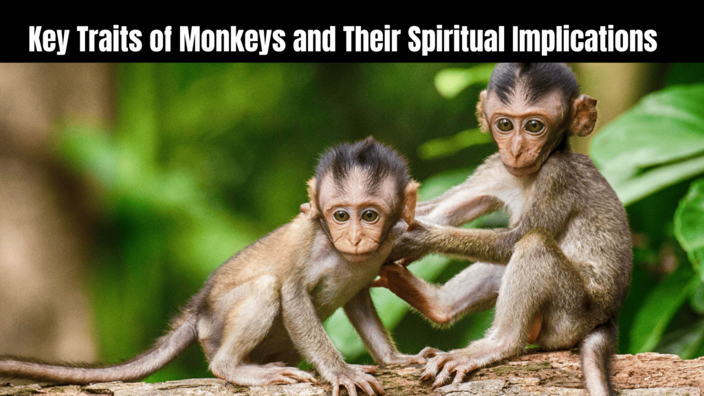 The Spiritual Meaning of a Monkey