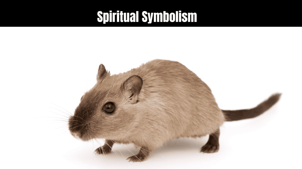 spiritual meaning of a rat