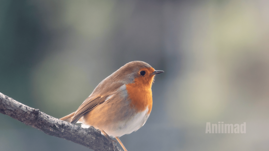 Robin Spiritual Meaning