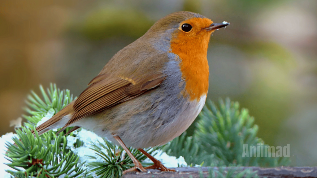 Robin Spiritual Meaning