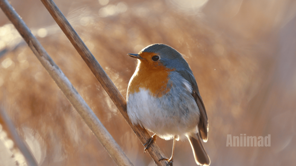 Robin Spiritual Meaning