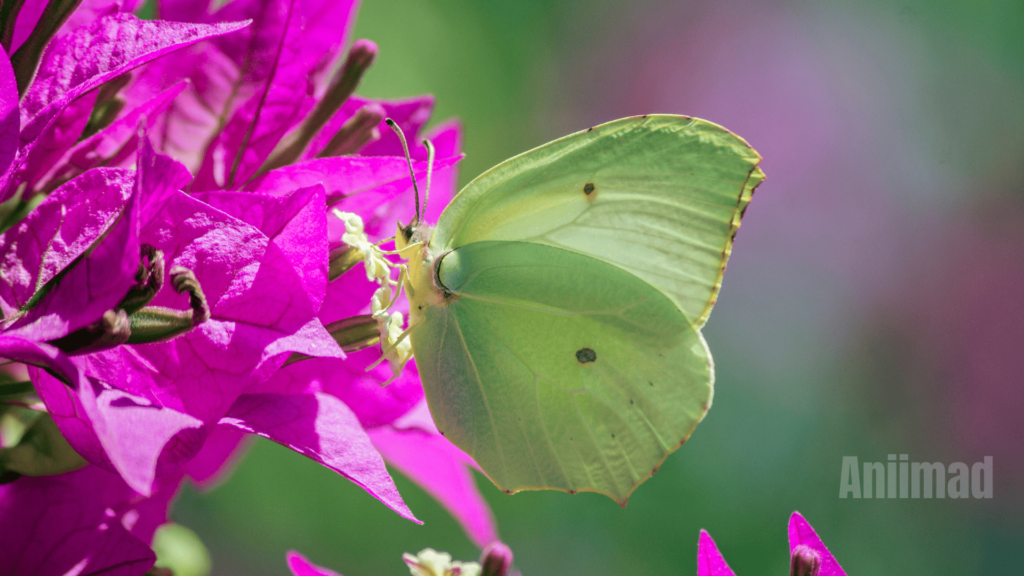 Green Butterfly Spiritual Meaning