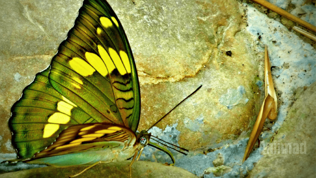 Green Butterfly Spiritual Meaning