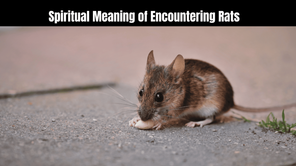 spiritual meaning of a rat