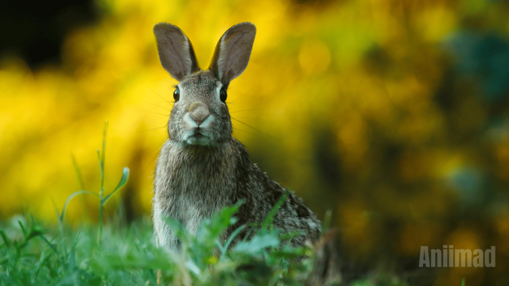 Spiritual Meaning of Rabbits