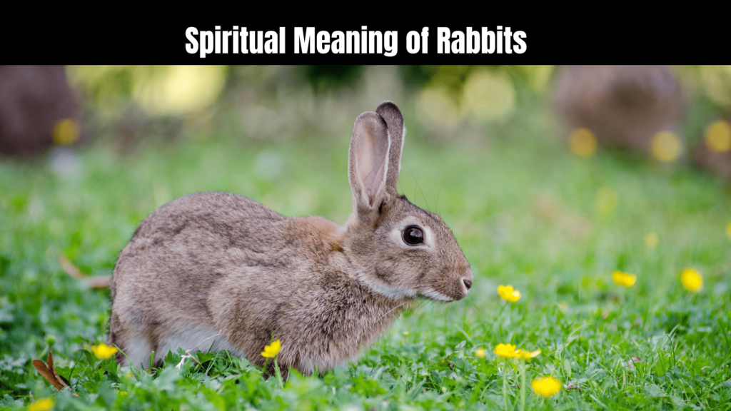 Spiritual Meaning of Rabbits