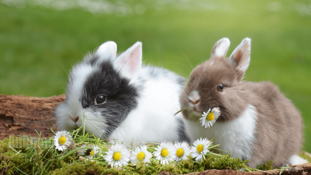 Spiritual Meaning of Rabbits