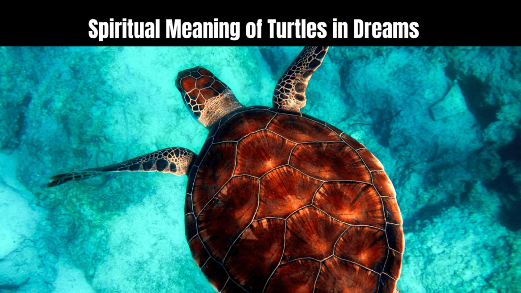 Spiritual Meaning of Turtles in Dreams