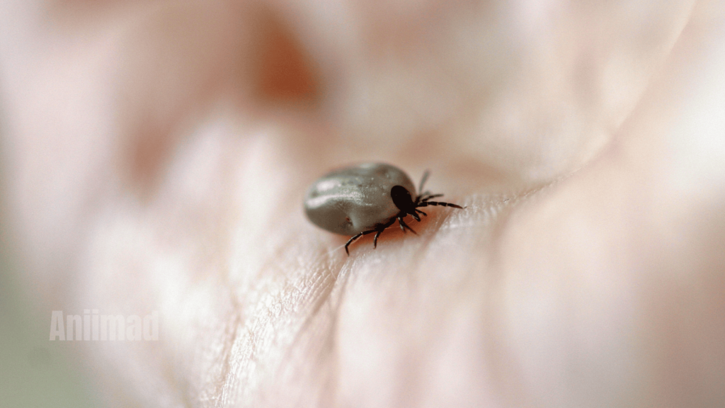 Spiritual Meanings of Ticks