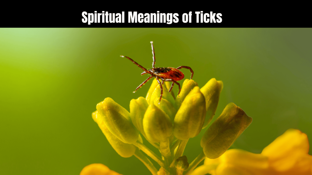 Spiritual Meanings of Ticks