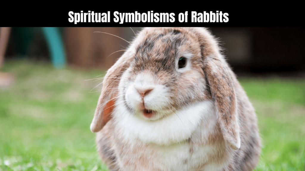 Spiritual Meaning of Rabbits