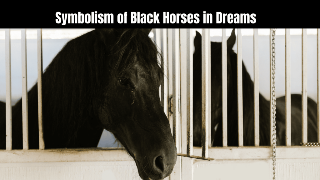 Spiritual Meaning of Black Horse