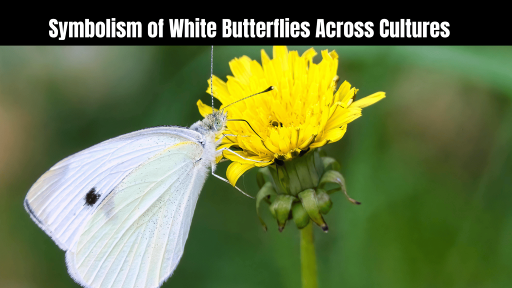 White Butterfly Spiritual Meaning