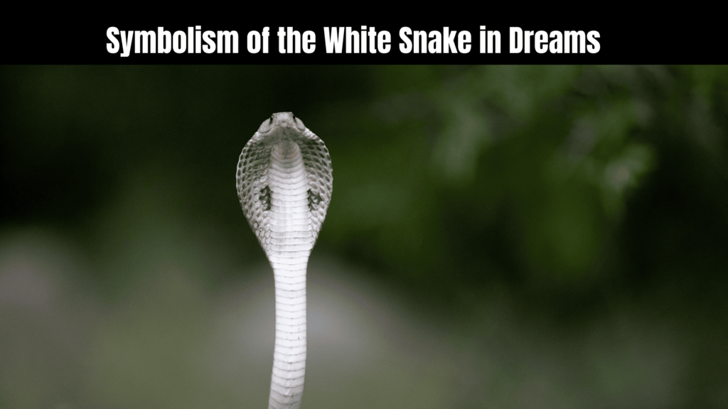 White Snake Spiritual Meaning