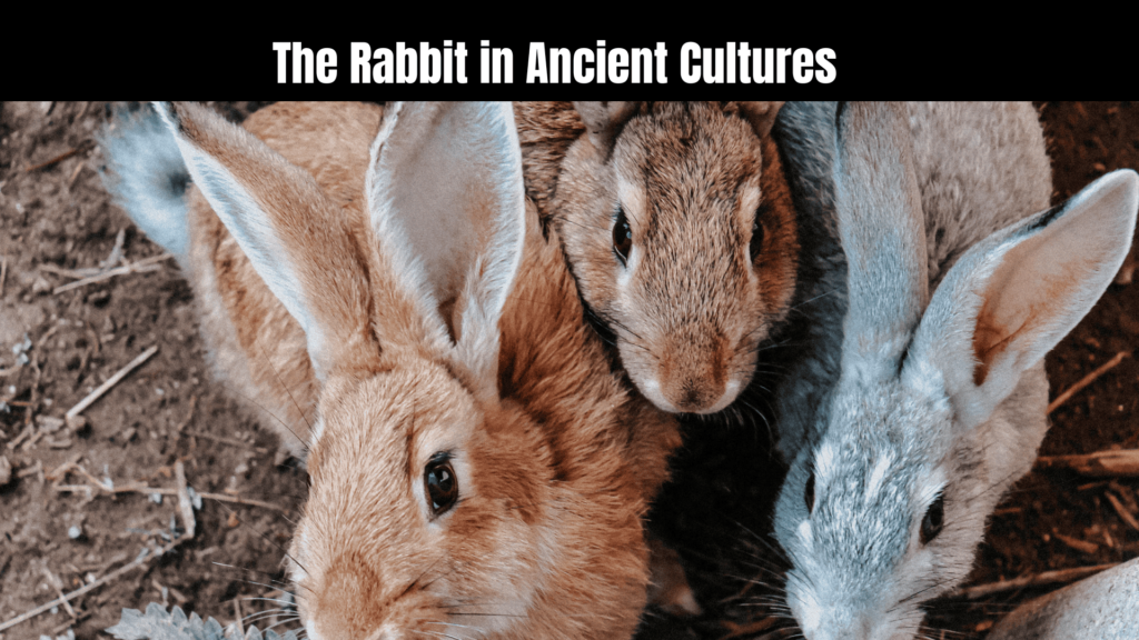 Spiritual Meaning of Rabbits