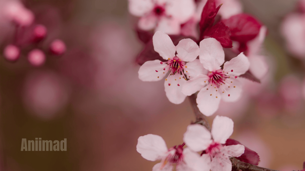 The Spiritual Meaning of Pink