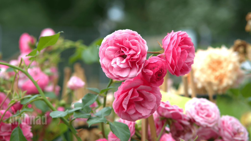 The Spiritual Meaning of Pink Roses