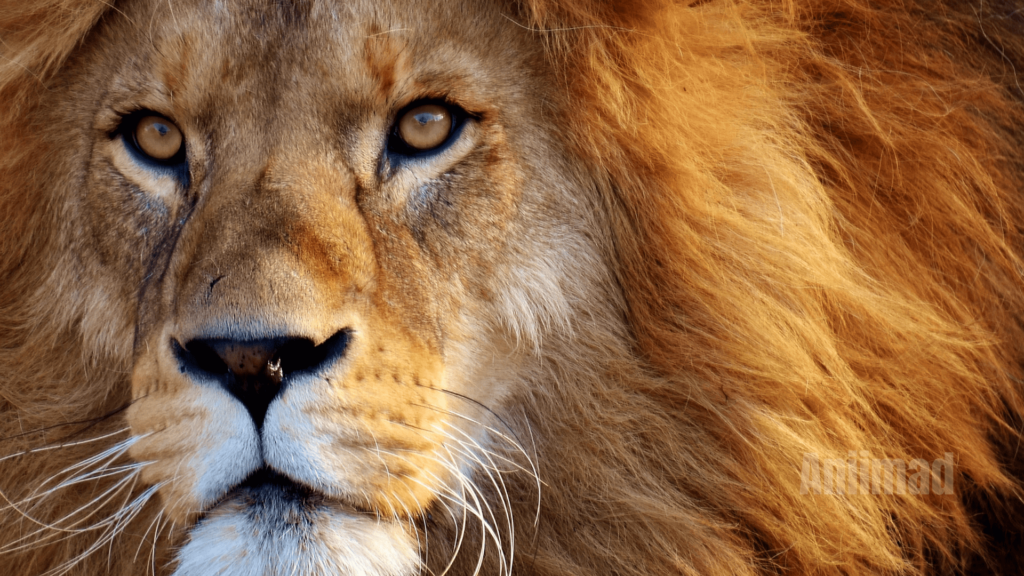 The Spiritual Meaning of a Lion