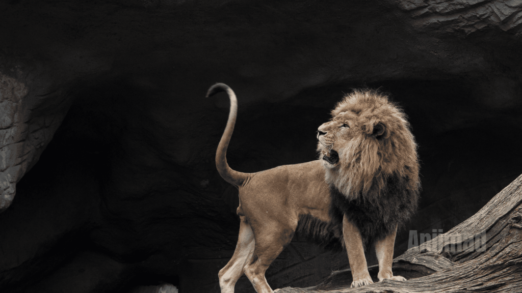 The Spiritual Meaning of a Lion