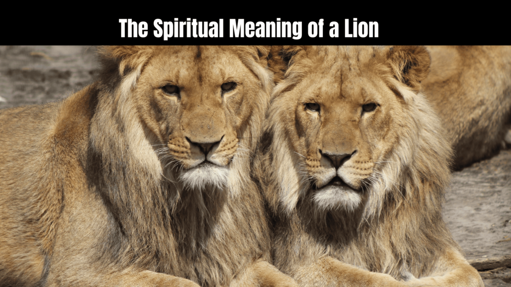 The Spiritual Meaning of a Lion