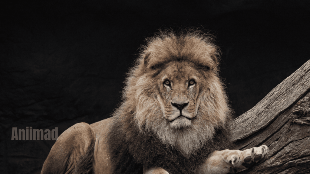 The Spiritual Meaning of a Lion