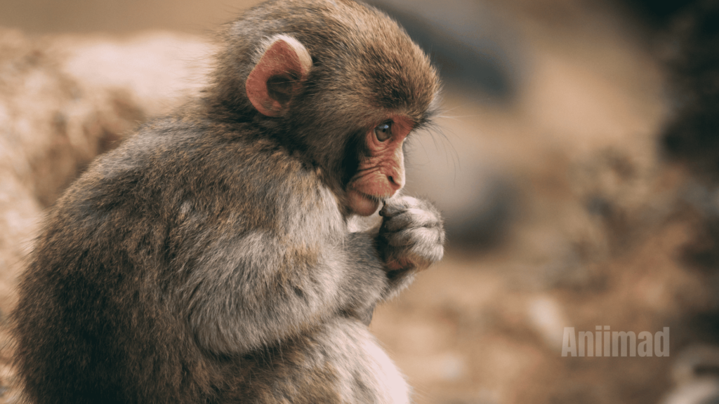 The Spiritual Meaning of a Monkey